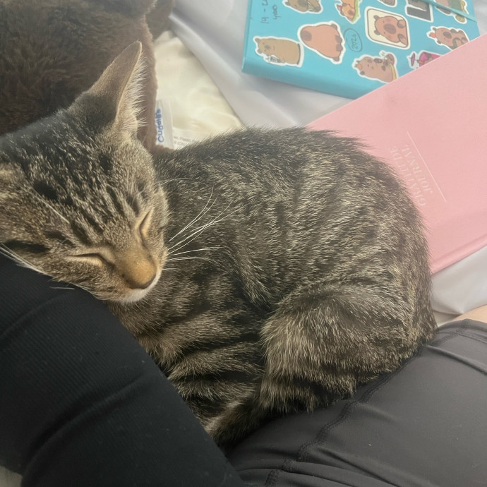 Loving Cat Mom  Reliable Cat Sitter