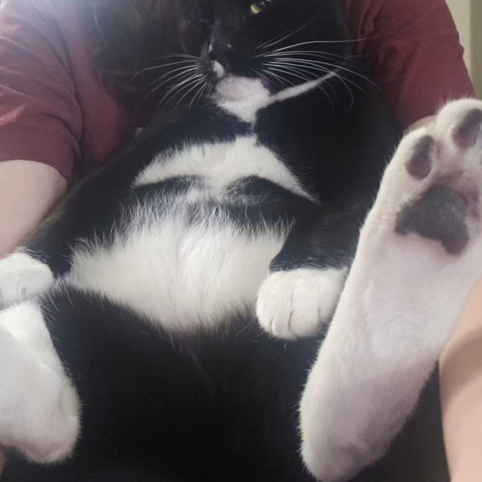 Loving Cat Mom  Reliable Cat Sitter