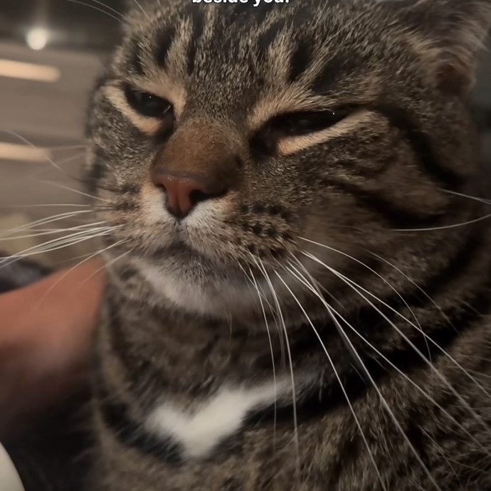 Loving Cat Mom  Reliable Cat Sitter