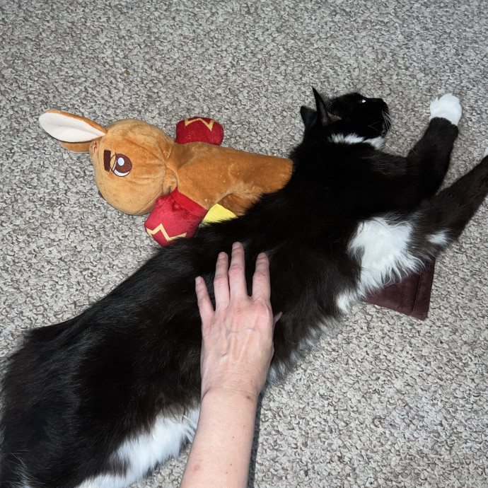 Loving Cat Mom  Reliable Cat Sitter