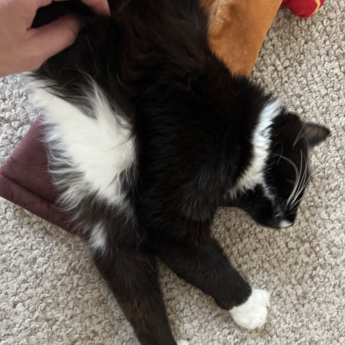 Loving Cat Mom  Reliable Cat Sitter