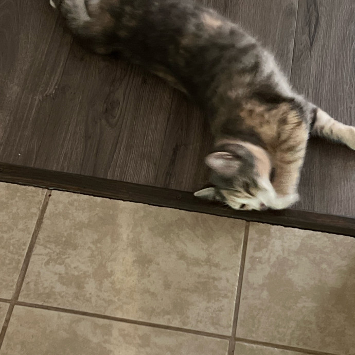 Loving Cat Mom  Reliable Cat Sitter