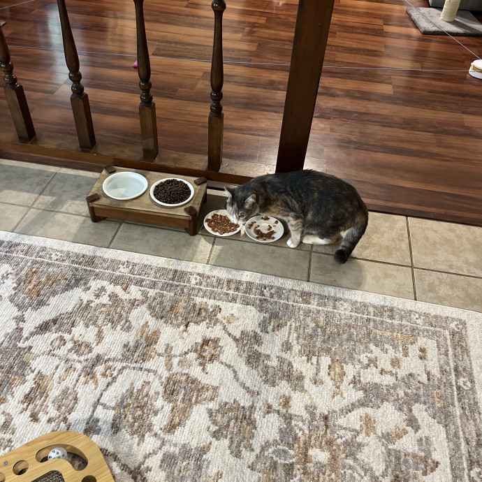 Loving Cat Mom  Reliable Cat Sitter