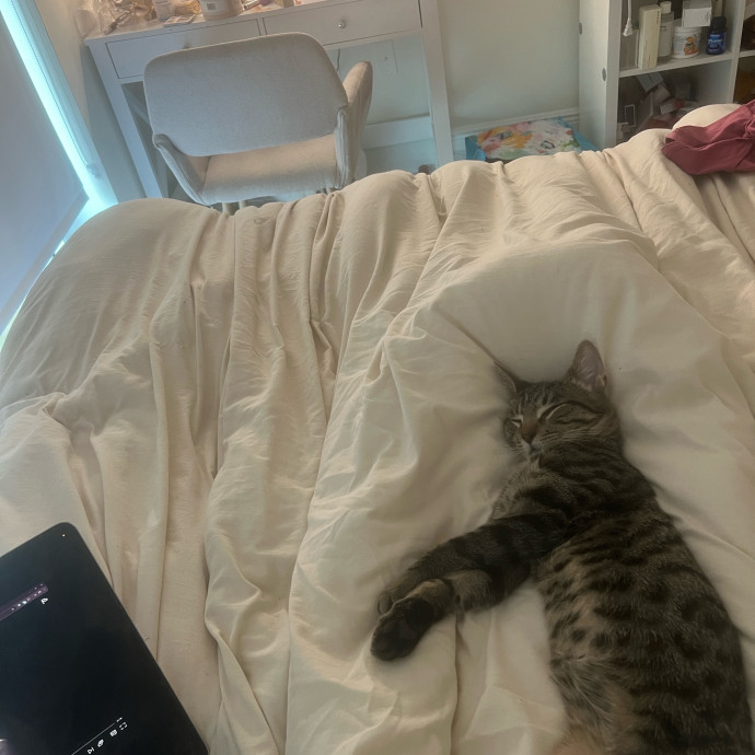 Loving Cat Mom  Reliable Cat Sitter