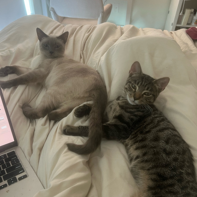 Loving Cat Mom  Reliable Cat Sitter