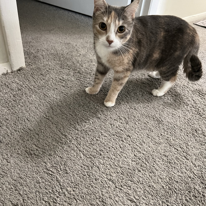 Loving Cat Mom  Reliable Cat Sitter