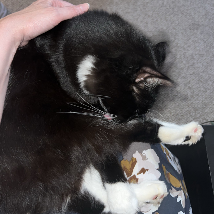 Loving Cat Mom  Reliable Cat Sitter