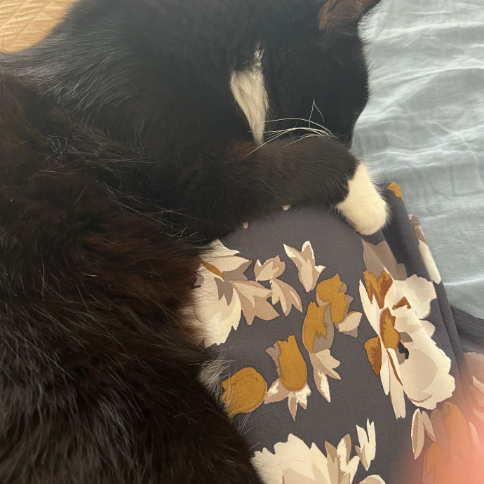 Loving Cat Mom  Reliable Cat Sitter photo 3
