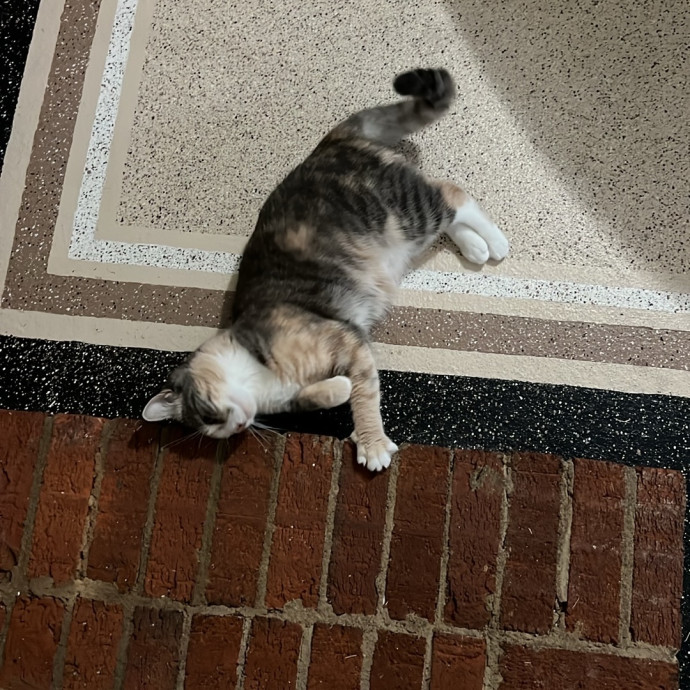 Loving Cat Mom  Reliable Cat Sitter