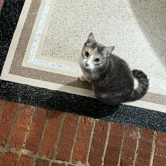Loving Cat Mom  Reliable Cat Sitter