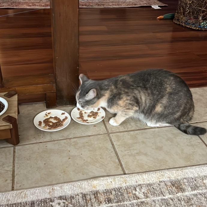 Loving Cat Mom  Reliable Cat Sitter