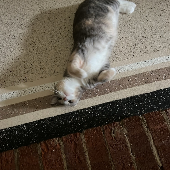 Loving Cat Mom  Reliable Cat Sitter