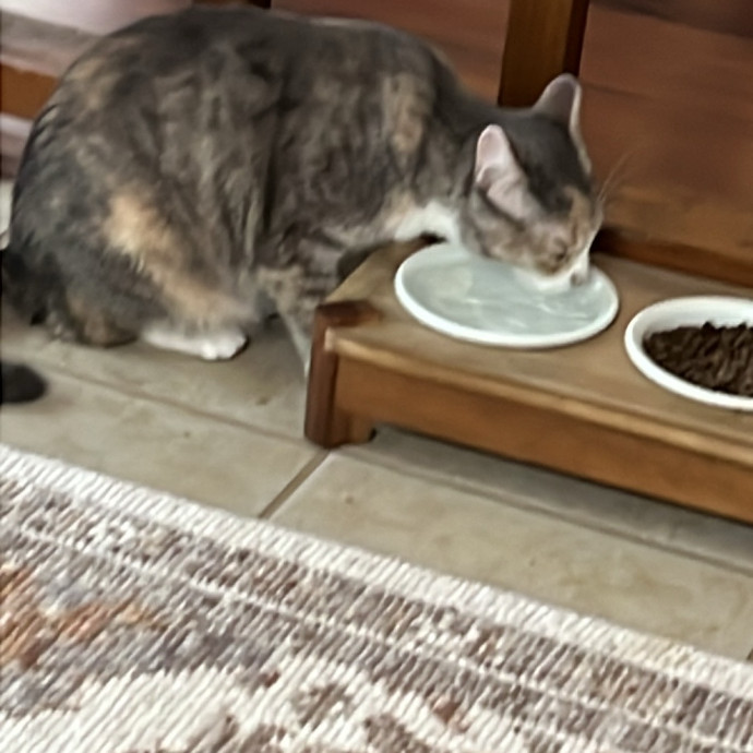 Loving Cat Mom  Reliable Cat Sitter