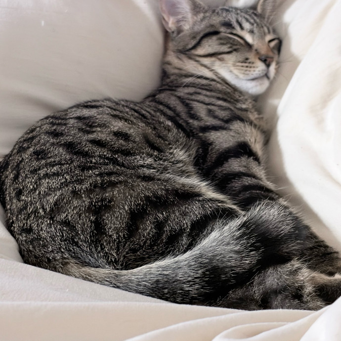 Loving Cat Mom  Reliable Cat Sitter