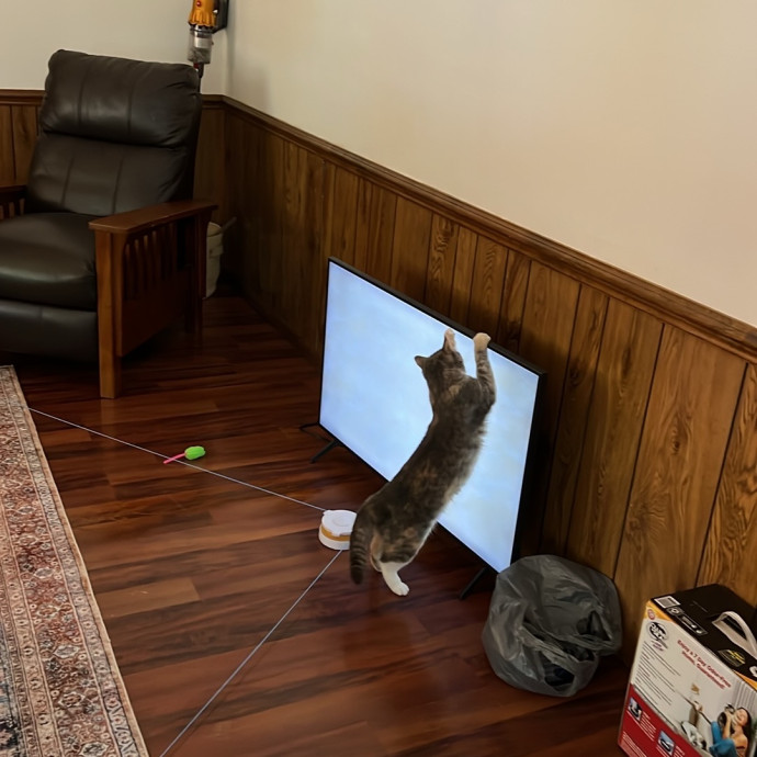 Loving Cat Mom  Reliable Cat Sitter