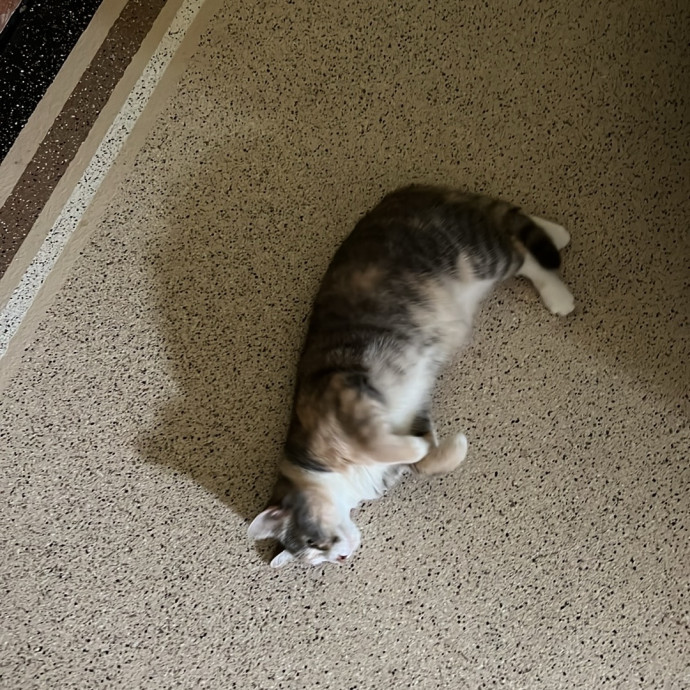 Loving Cat Mom  Reliable Cat Sitter