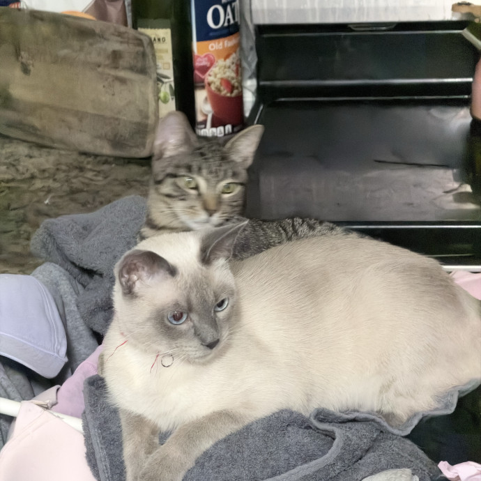 Loving Cat Mom  Reliable Cat Sitter photo 2