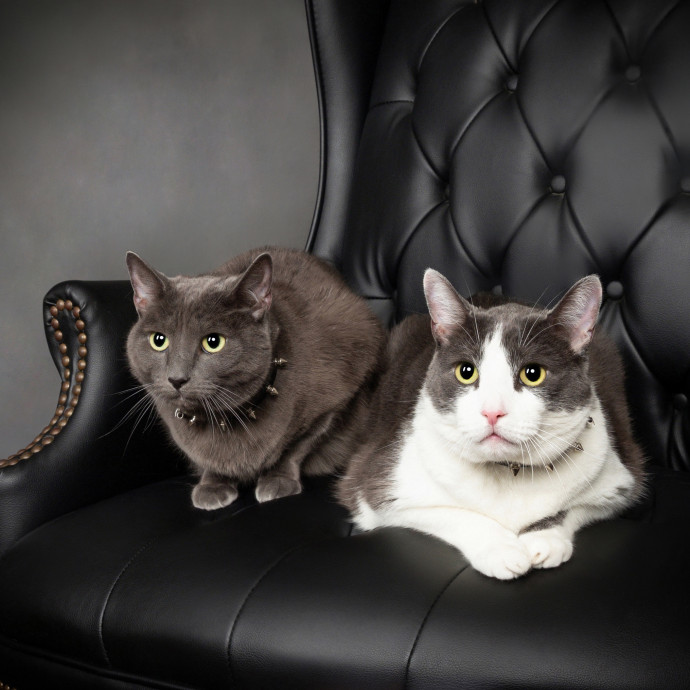 Cat-Sitting With Bris photo 2