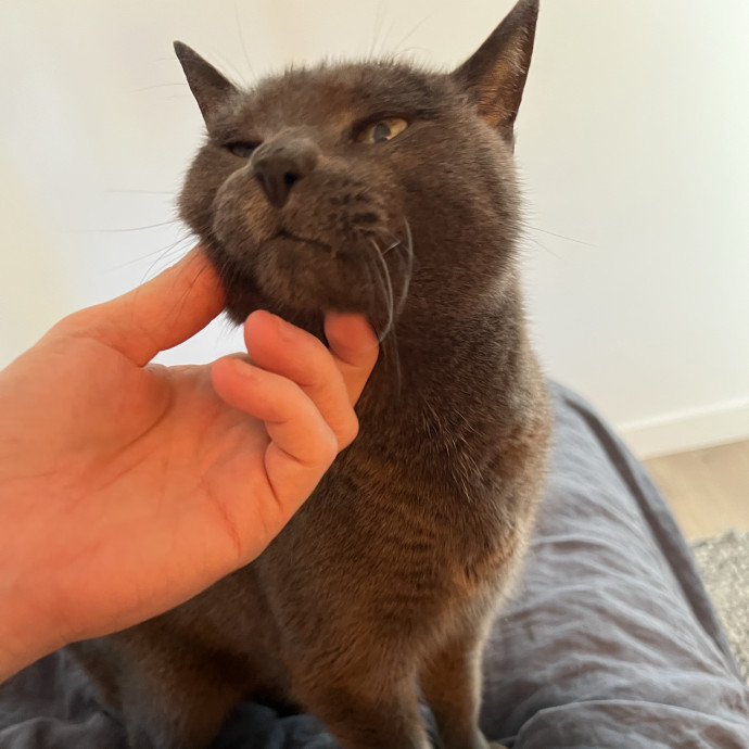 Calm Attentive Care For Your Cat