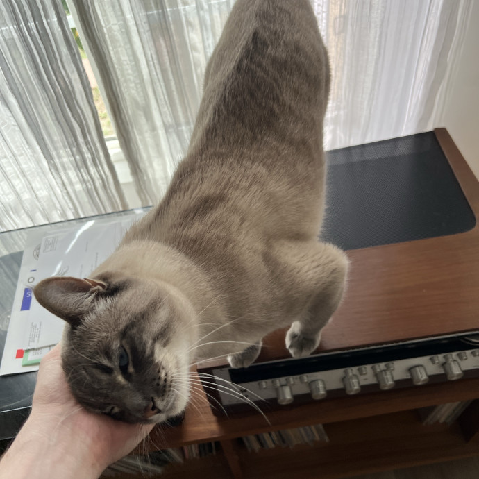 Calm Attentive Care For Your Cat