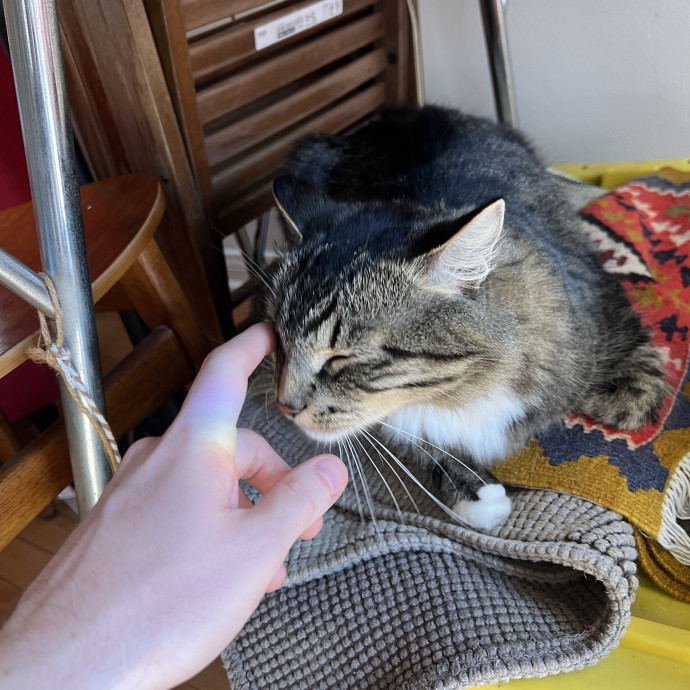 Calm Attentive Care For Your Cat