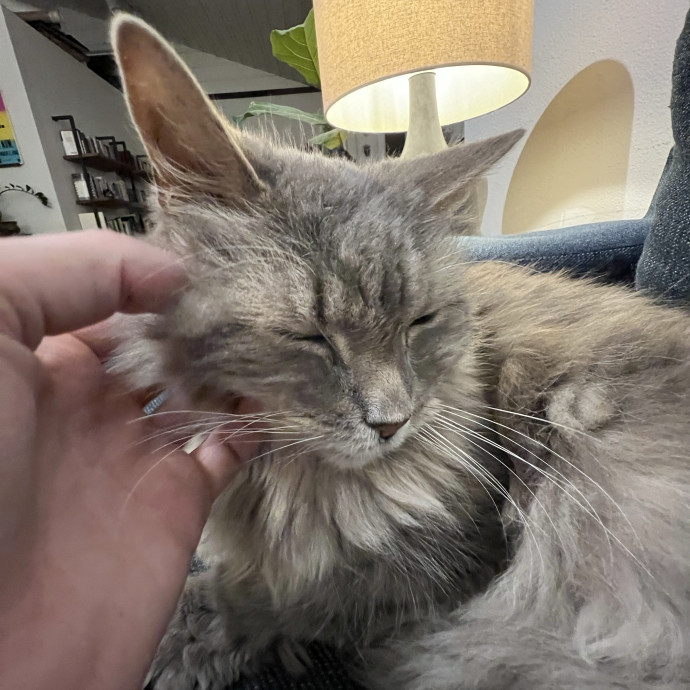 Calm Attentive Care For Your Cat