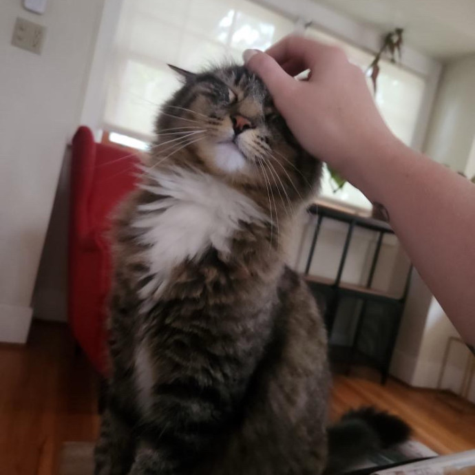 Calm Attentive Care For Your Cat