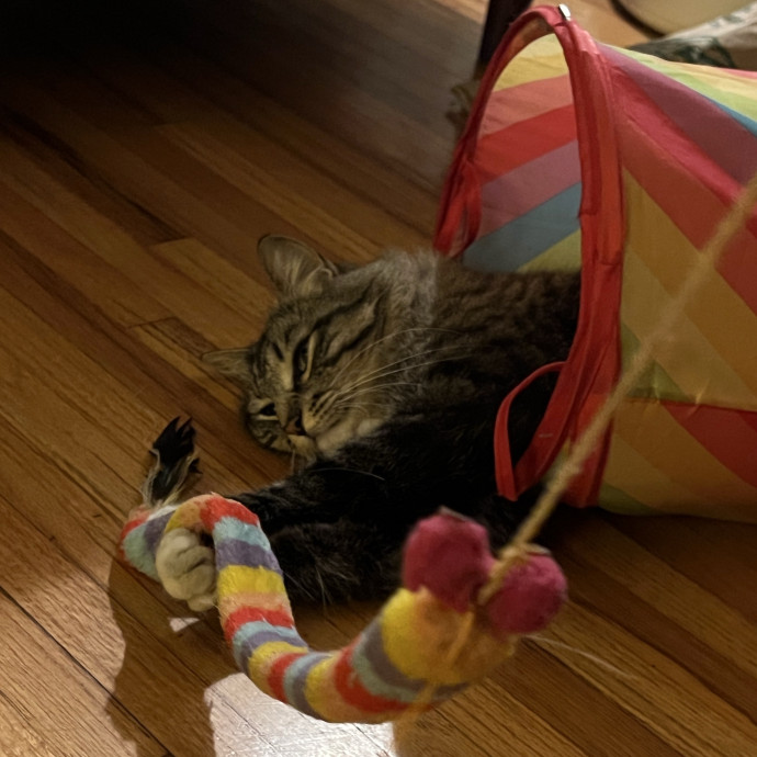 Calm Attentive Care For Your Cat