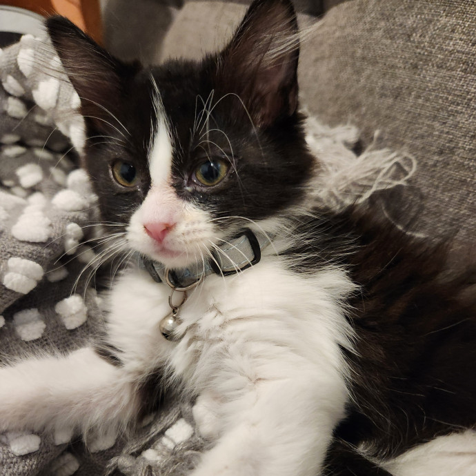 Your Purrfect Cat Sitter