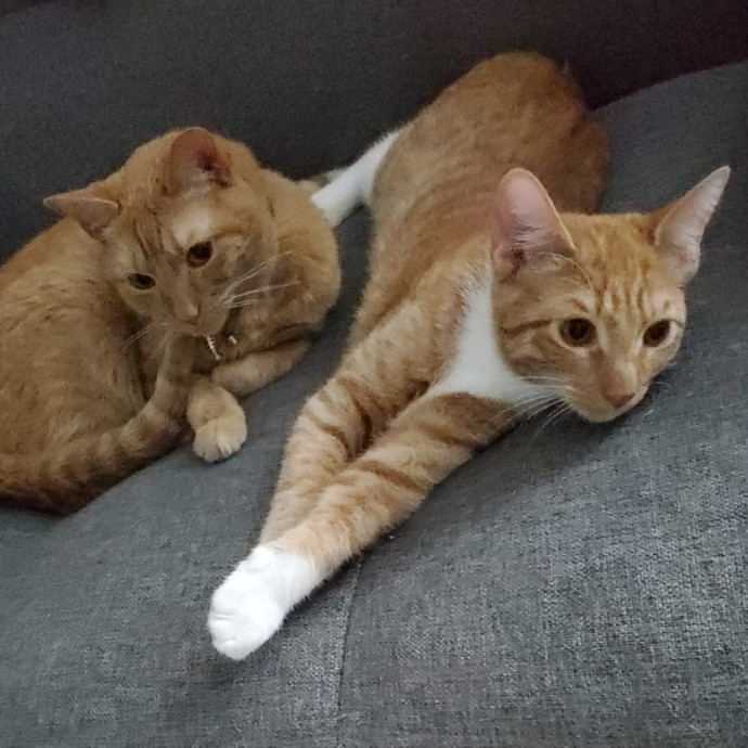 Your Purrfect Cat Sitter