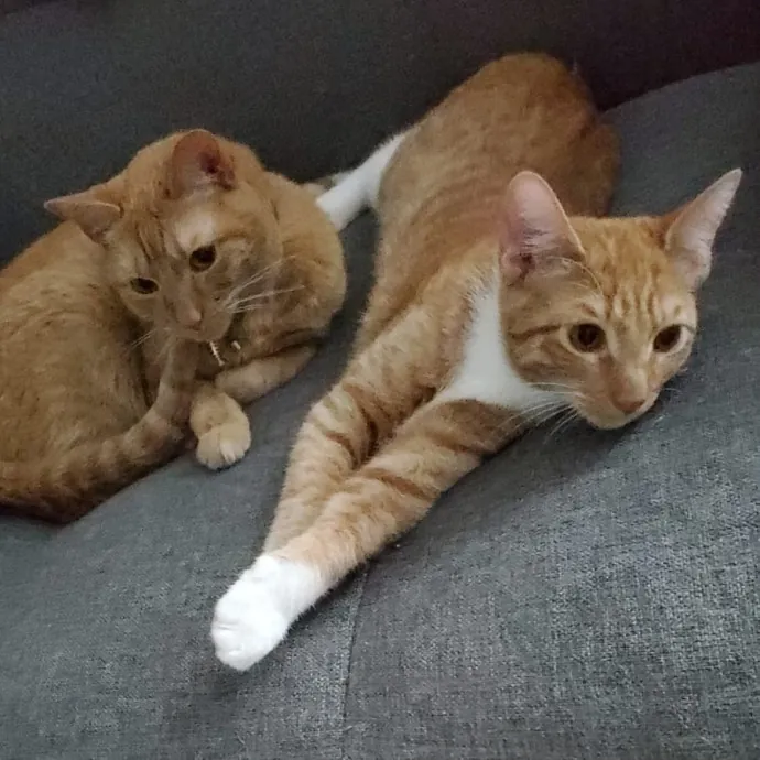 Your Purrfect Cat Sitter