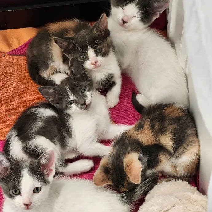 Your Purrfect Cat Sitter