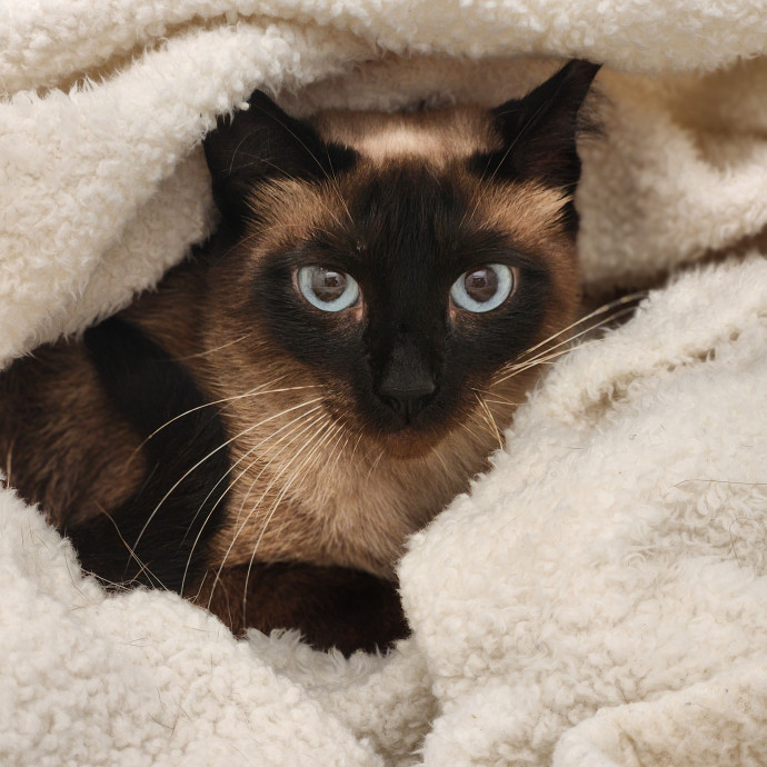 Your Purrfect Cat Sitter