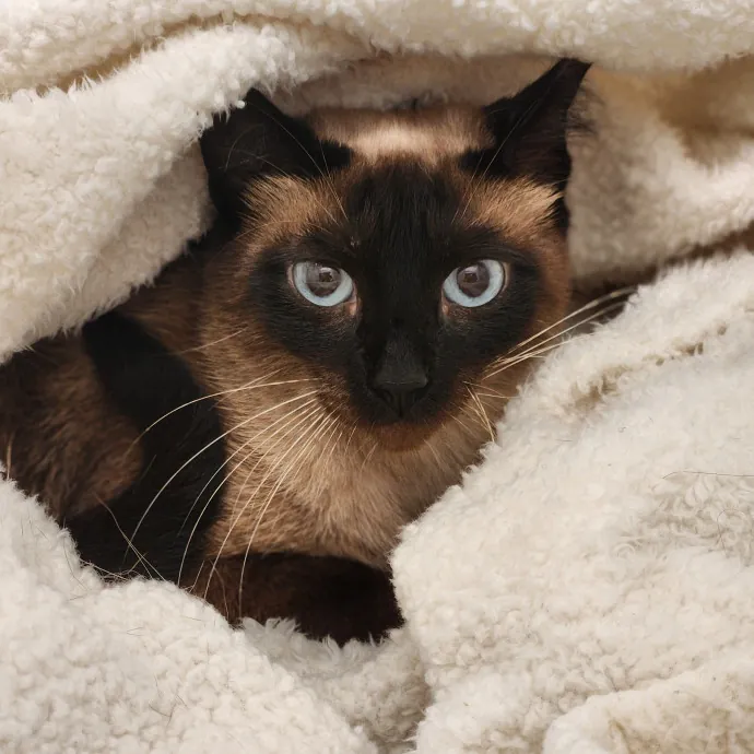 Your Purrfect Cat Sitter