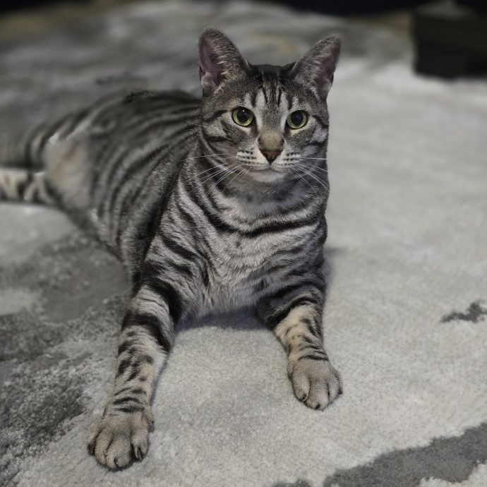 Your Purrfect Cat Sitter