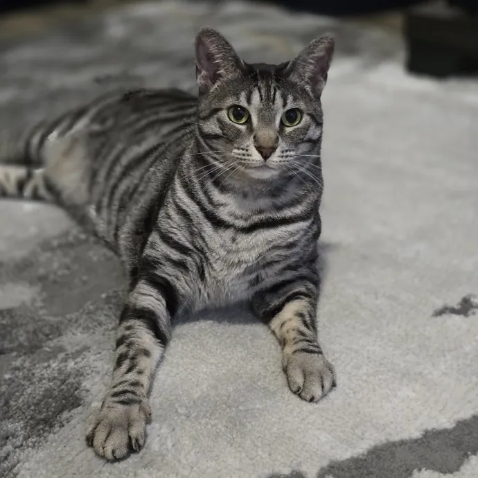 Your Purrfect Cat Sitter