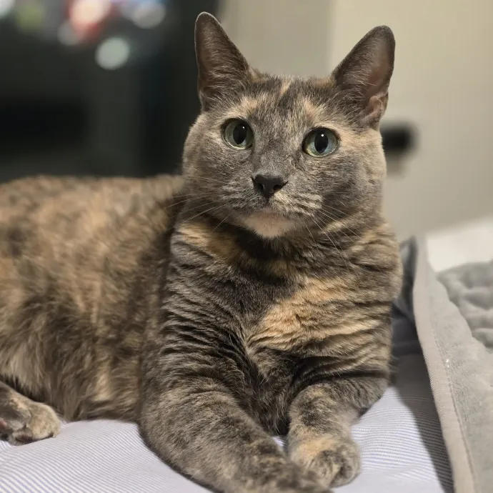 Your Purrfect Cat Sitter