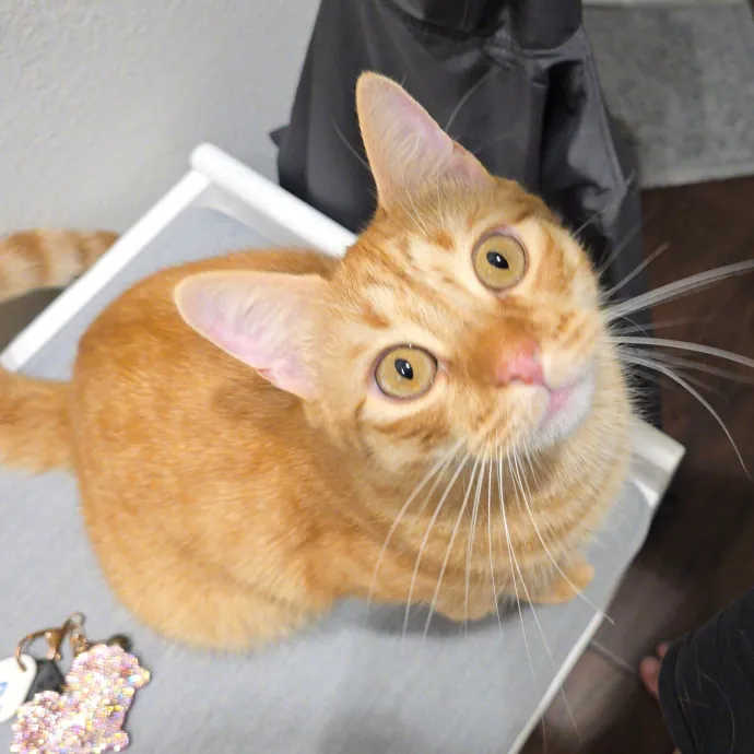 Your Purrfect Cat Sitter