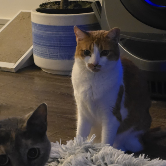 Your Purrfect Cat Sitter