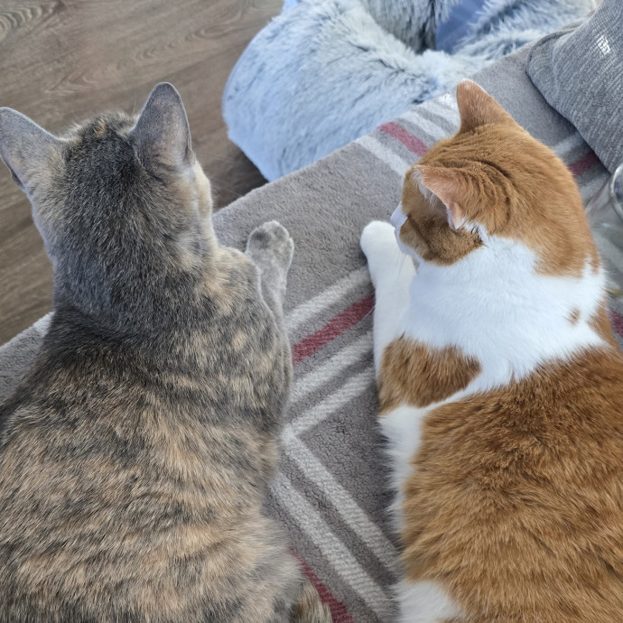 Your Purrfect Cat Sitter