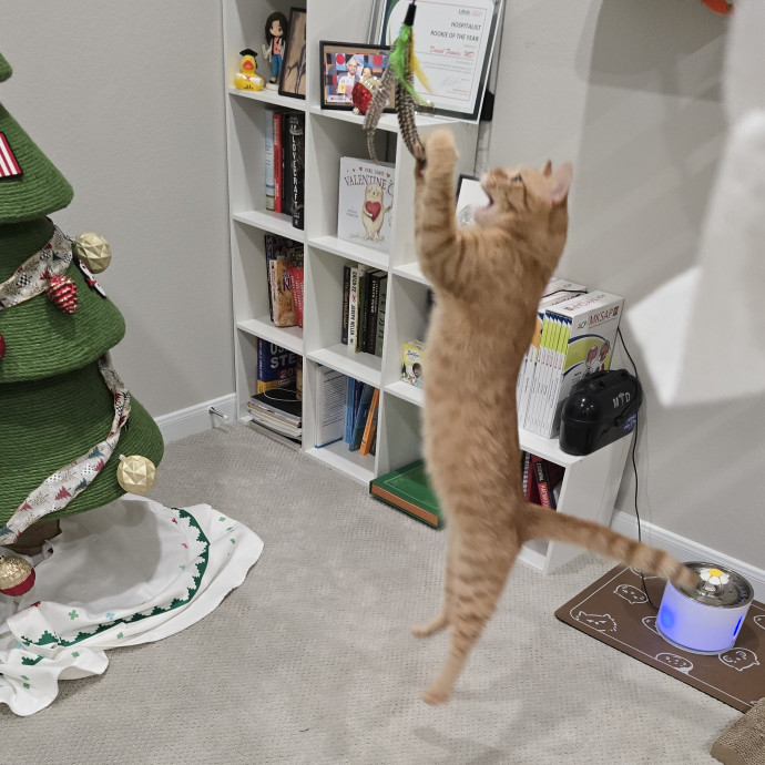 Your Purrfect Cat Sitter