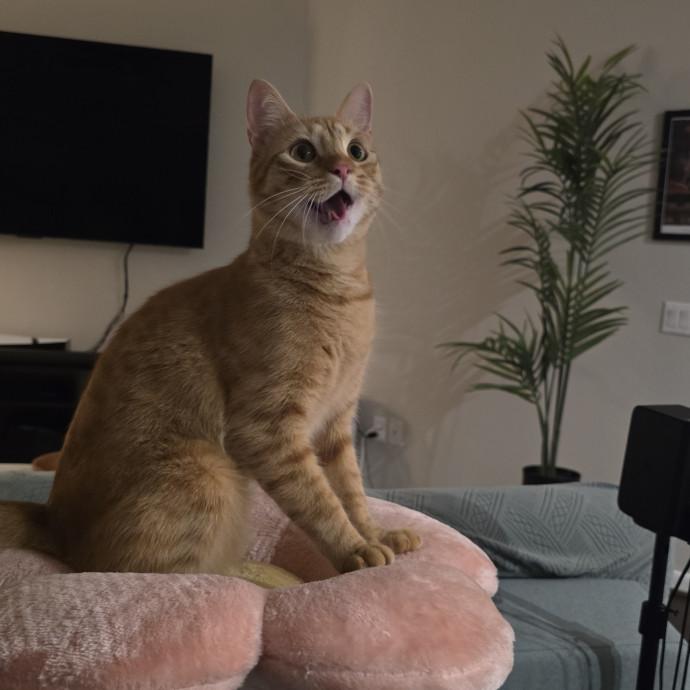 Your Purrfect Cat Sitter
