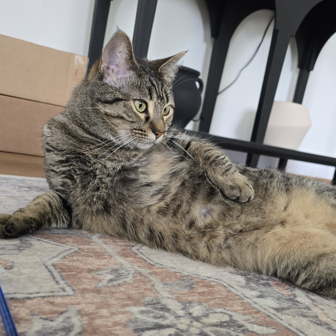 Your Purrfect Cat Sitter