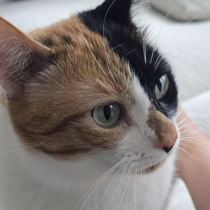 Your Purrfect Cat Sitter photo 3