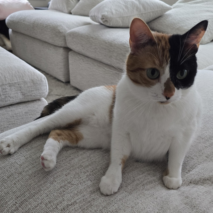 Your Purrfect Cat Sitter photo 2