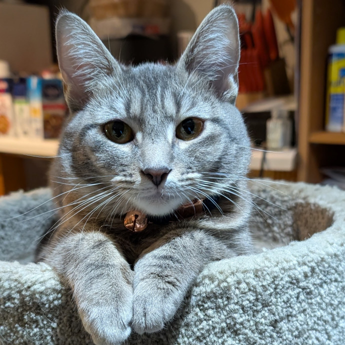 Cat Mom Providing Loving Care