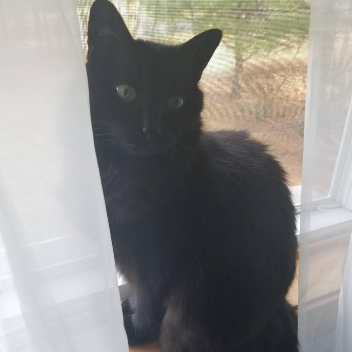 Cat Mom Providing Loving Care photo 3