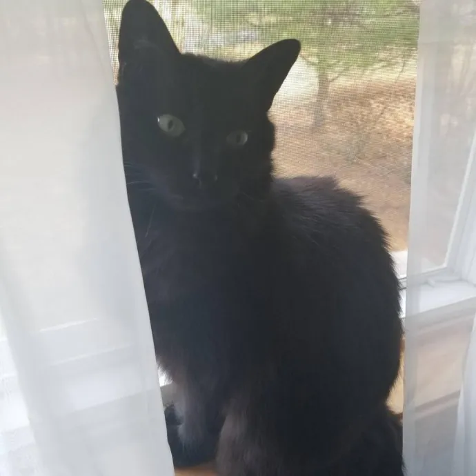 Cat Mom Providing Loving Care photo 3