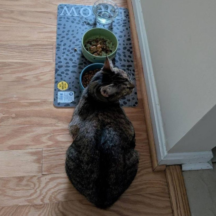 Cat Mom Providing Loving Care photo 2