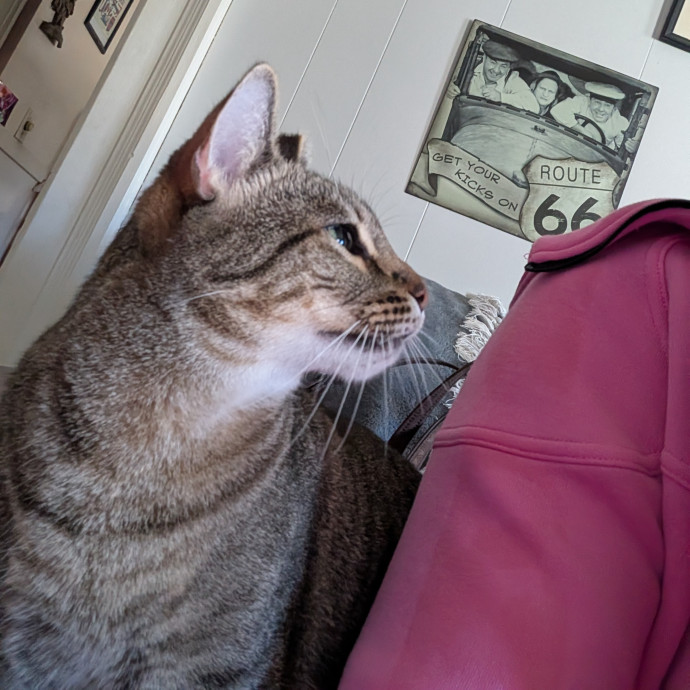 Cat Mom Providing Loving Care photo 2